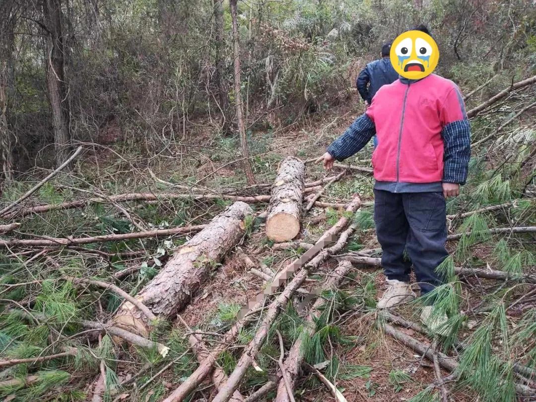 贵州惠水公安严厉打击盗伐林木犯罪行为 守护绿水青山