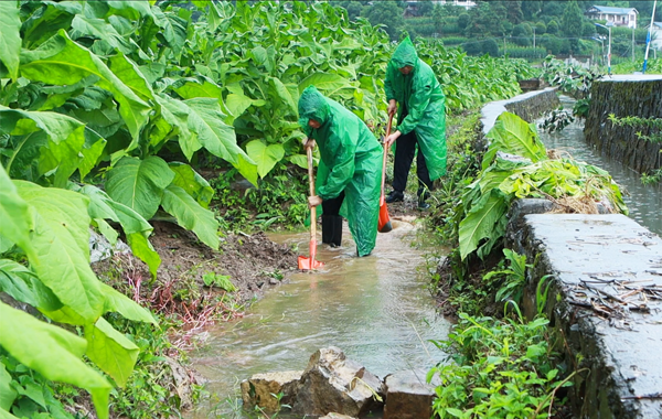 贵州余庆：全力做好烟叶生产排涝、确保安全渡汛