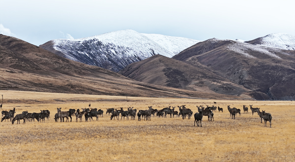 大美西藏 心灵之旅系列报道之五
